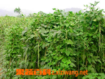 果蔬百科豇豆