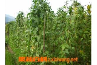 豇豆角的干制技术