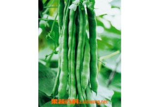 架豆病害有哪些