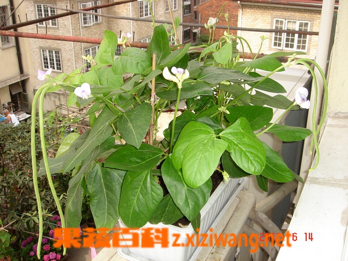 果蔬百科豇豆