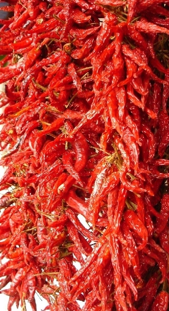 果蔬百科青椒