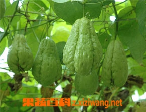 果蔬百科佛手瓜