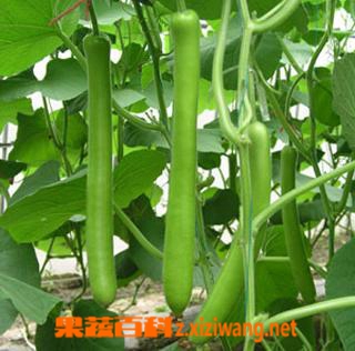 果蔬百科瓠瓜