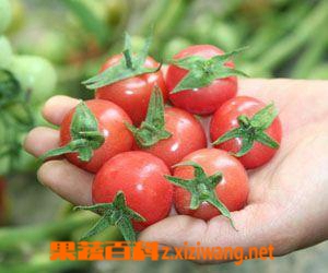 果蔬百科樱桃番茄