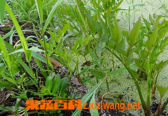 果蔬百科