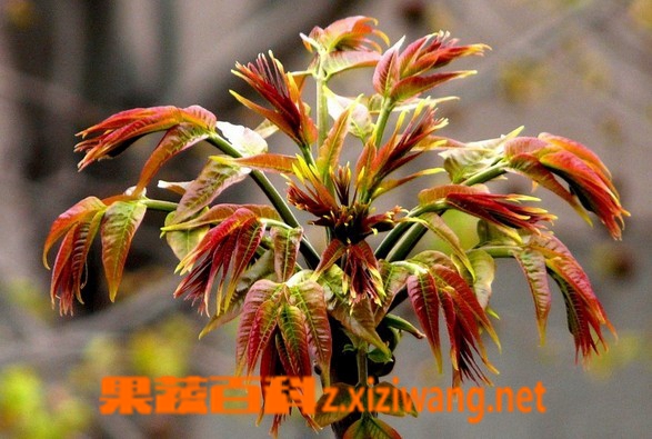 果蔬百科