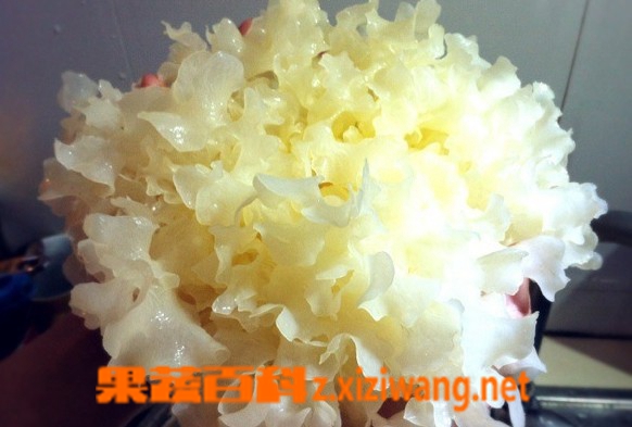 果蔬百科银耳