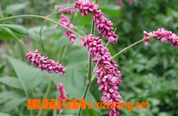 果蔬百科水红花子
