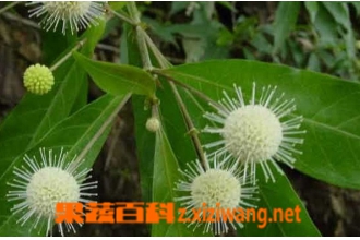 水杨梅的功效与作用