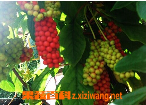 果蔬百科五味子