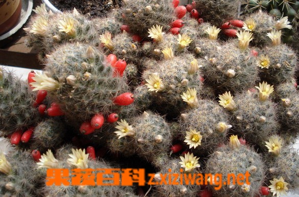 果蔬百科松霞