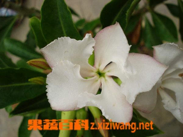 果蔬百科白马城