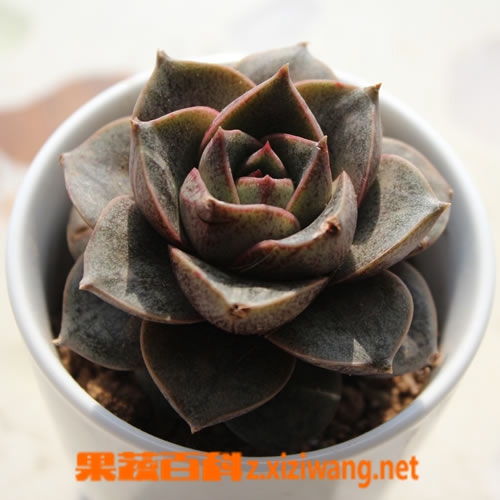 果蔬百科大和锦