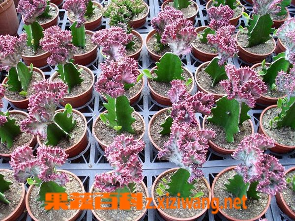 果蔬百科春峰锦
