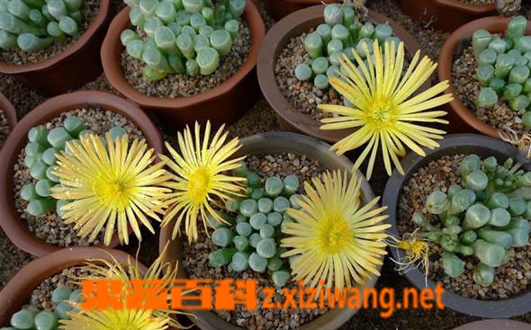果蔬百科橙黄棒叶花