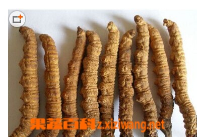 果蔬百科虫草
