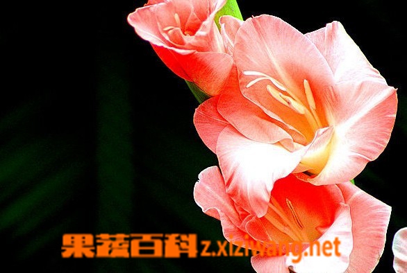 果蔬百科唐菖蒲
