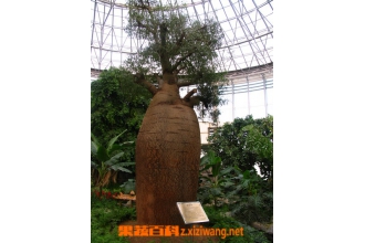 佛肚树的功效与作用