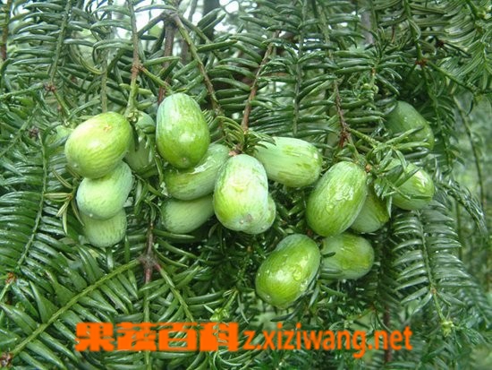 果蔬百科过手香