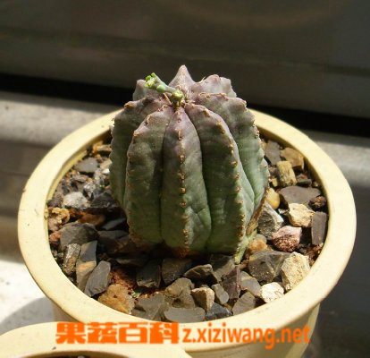 果蔬百科贵青玉