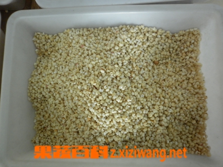 果蔬百科高粱米