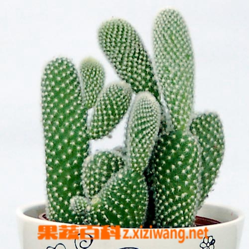 果蔬百科鬼角子