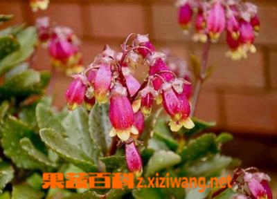果蔬百科宫灯长寿花