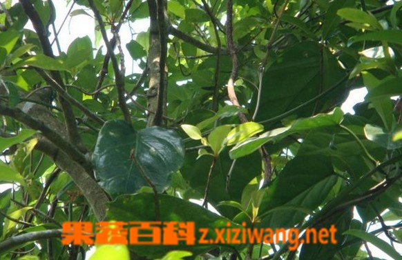 果蔬百科台湾菜