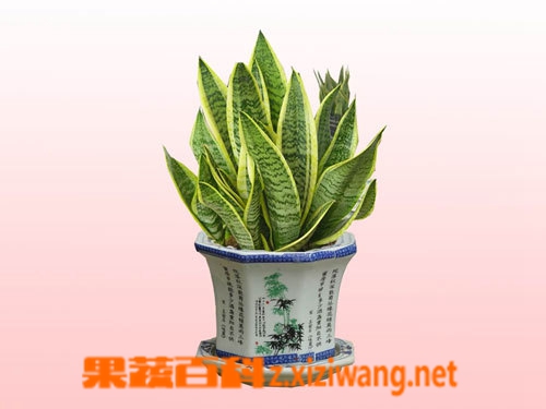 果蔬百科金边虎尾兰