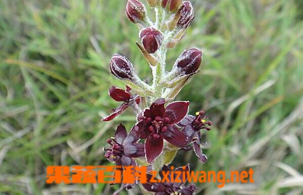 果蔬百科台湾藜芦