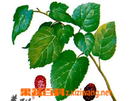 果蔬百科桑叶