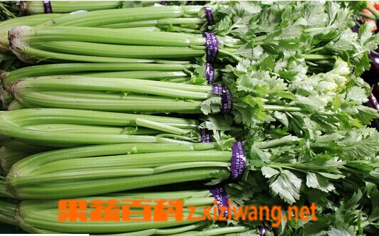 果蔬百科 芹菜