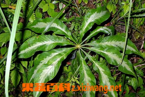 果蔬百科台湾天南星