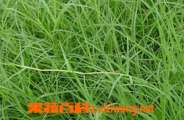 果蔬百科铁线草