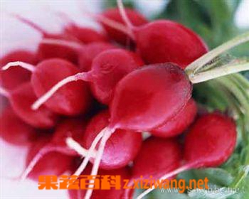 果蔬百科红怒涛