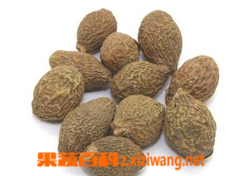 果蔬百科 胖大海