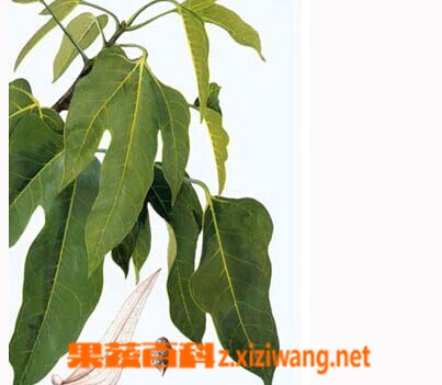 果蔬百科胖大海
