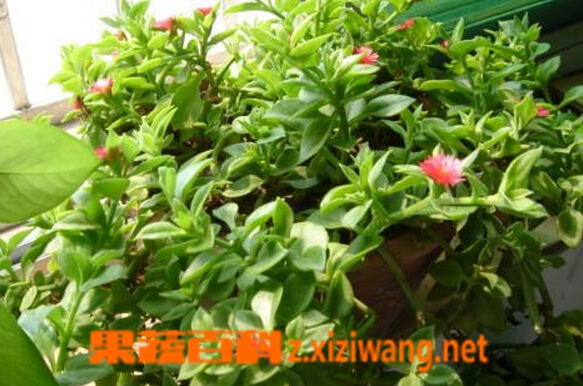 果蔬百科心叶冰花