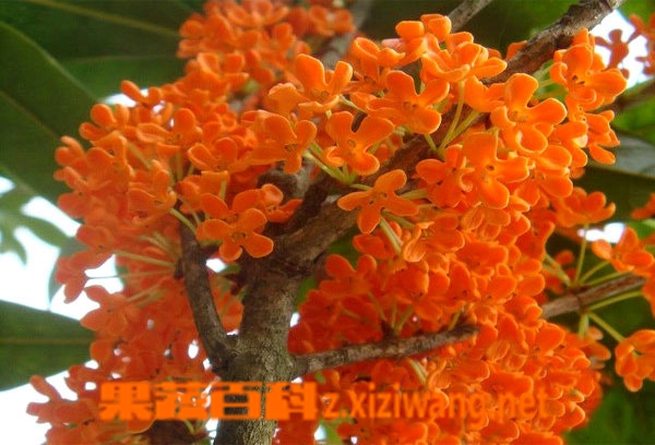 果蔬百科桂花树