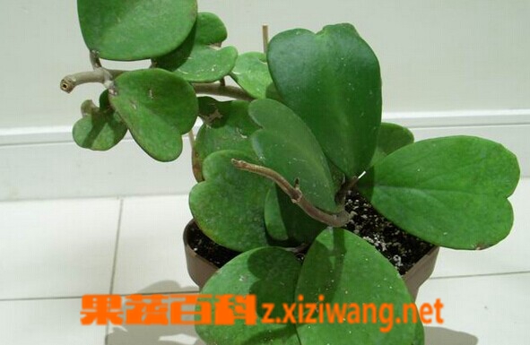 果蔬百科心叶球兰