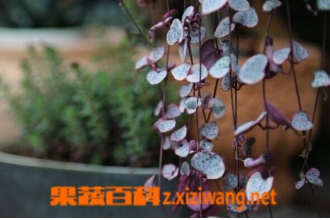 爱之蔓的功效与作用