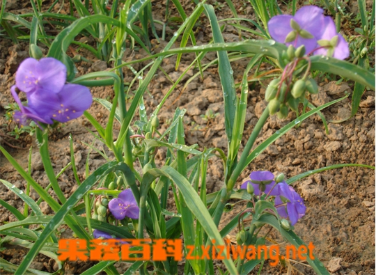 果蔬百科紫露草