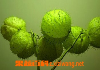 果蔬百科气球花