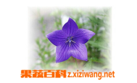 果蔬百科桔梗