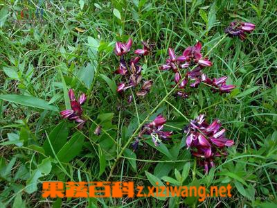 果蔬百科鸡血藤图片 鸡血藤的功效与作用