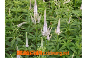 威灵仙的作用和功效