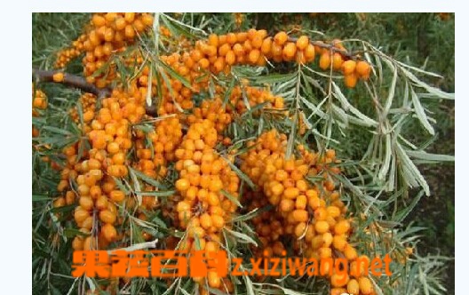 果蔬百科沙棘果