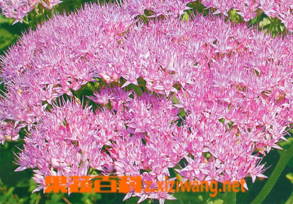果蔬百科华丽景天的功效与作用