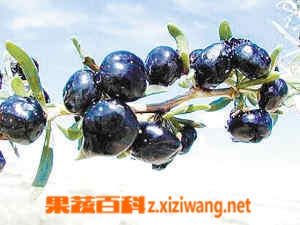 果蔬百科黑枸杞