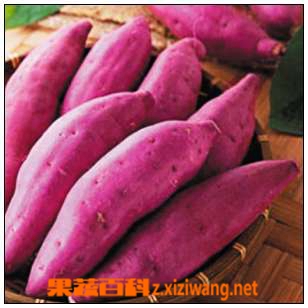 果蔬百科红薯